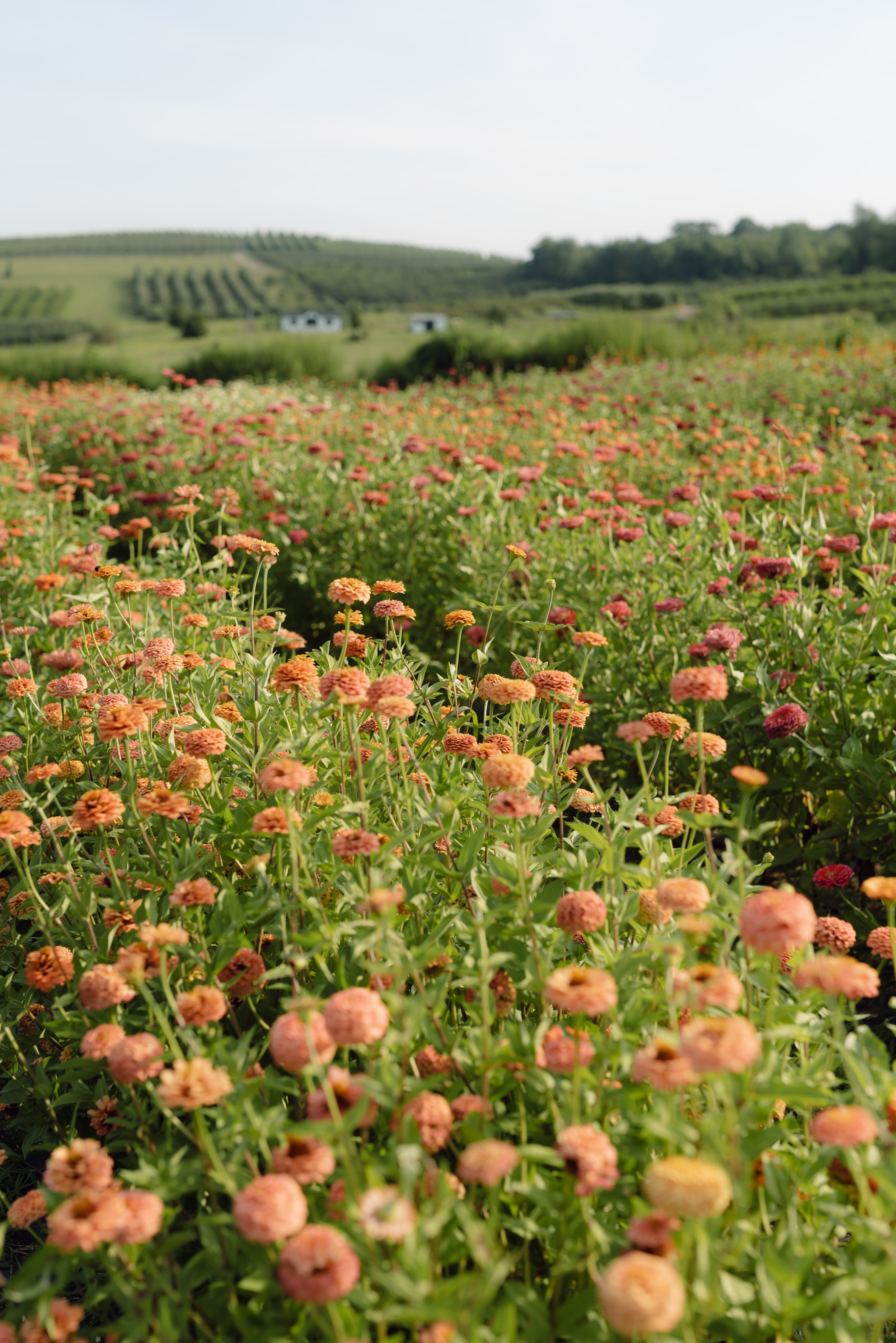 Wedding Bouquet Preservation Flower Field