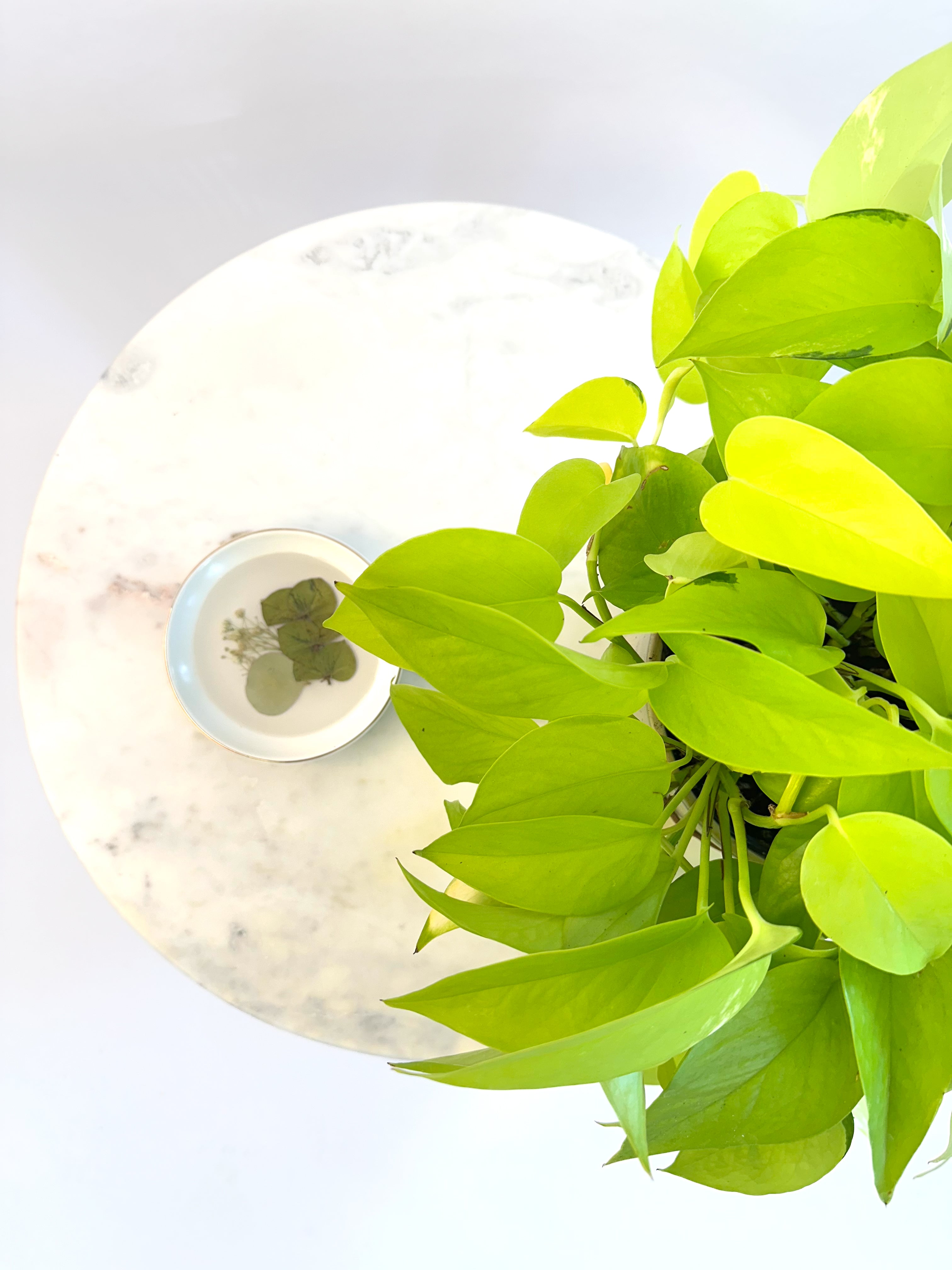 Ring Dish - ADD ON ONLY